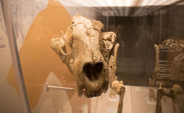 El MEH acoge estos días una exposición sobre el león de las cavernas, con un esqueleto completo hallado en el País Vasco/Rodrigo González Ortega