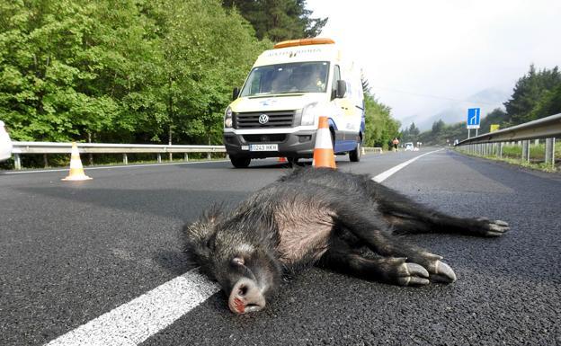 Imagen de archivo de un accidente con un jabalí/Luis Calabor /El Correo