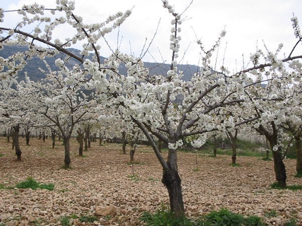 La floración de Las Caderechas alcanzará su esplendor este fin de semana