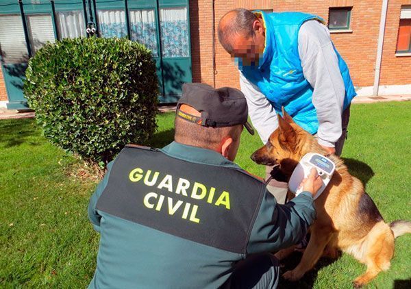 Controles para asegurar una correcta atención a los perros