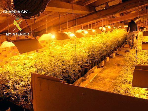 Desarticulado un laboratorio clandestino de marihuana en Castrillo del Val