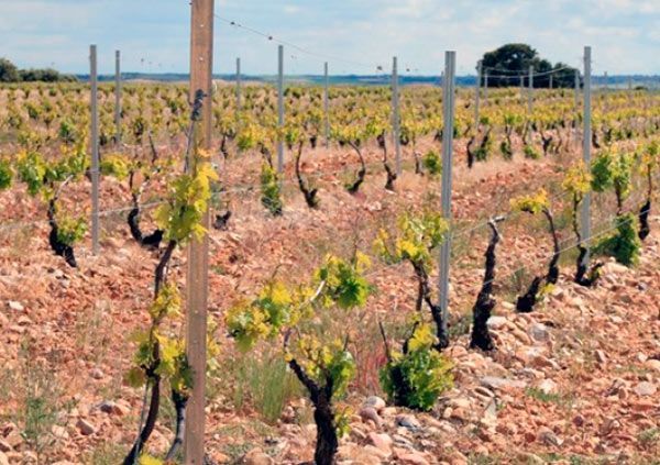 Los vinos Ribera del Duero son los segundos más vendidos en España