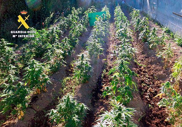 Descubierta una plantación de marihuana en una huerta