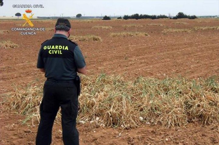 Burgos sufre 83 robos agrícolas en cinco meses