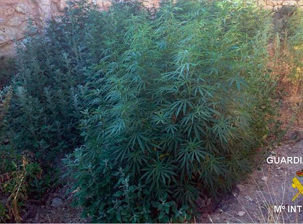 Aprehendidos 20kg de marihuana en una plantación del Alfoz