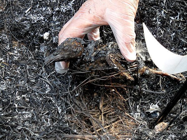 Una urraca electrocutada fue la causa del incendio de Valentín Niño