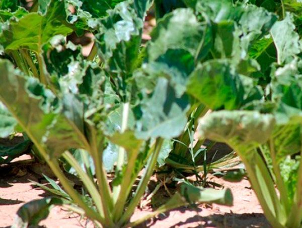 Burgos pierde superficie en el cultivo de la remolacha