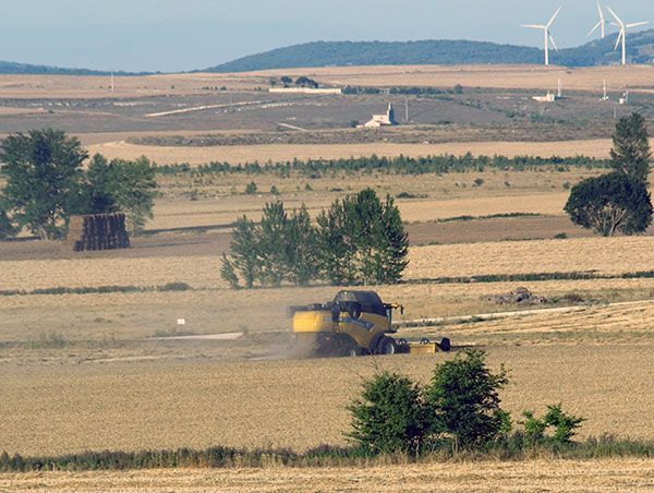 Burgos cosecha 1,2M toneladas de cereal, marcadas por la sequía