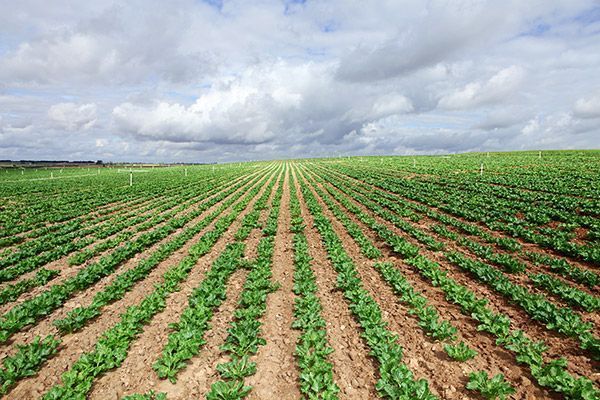 151 jóvenes burgaleses buscan trabajo en el campo