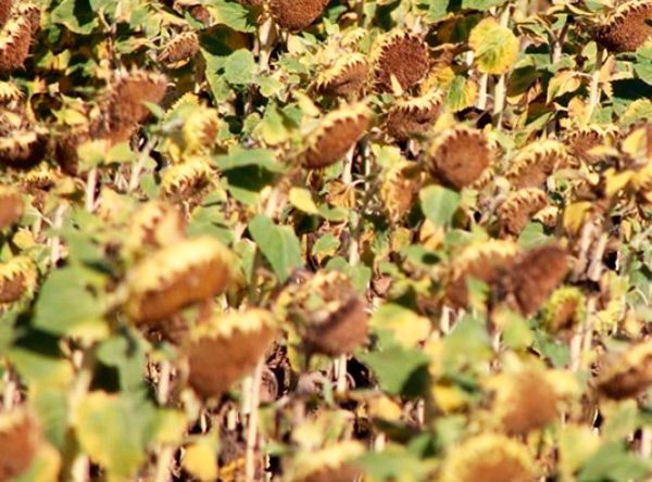 Burgos cosecha 12.600 hectáreas de girasol menos que hace un año