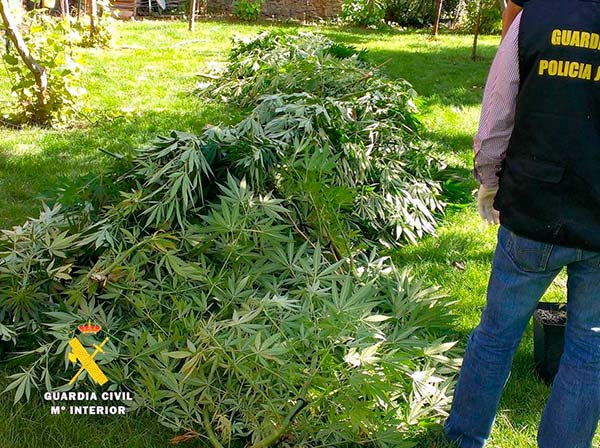 Desmantelada una plantación de marihuana en el Valle de Sedano