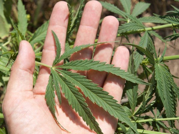 Un detenido por cultivar marihuana en su jardín