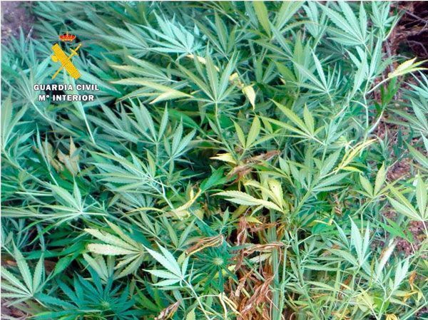 Descubren una plantación de marihuana oculta en un pinar