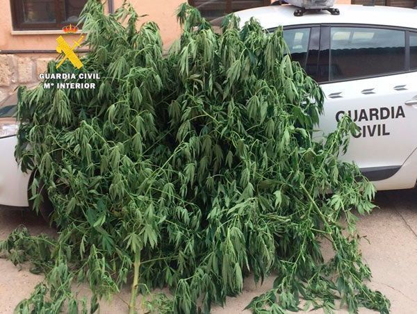 Descubierta una plantación de marihuana junto a una nave ganadera