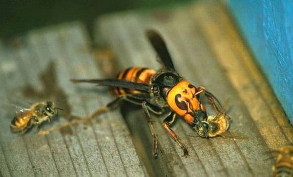 Los apicultores reclaman un protocolo de actuación ante la ‘Velutina’
