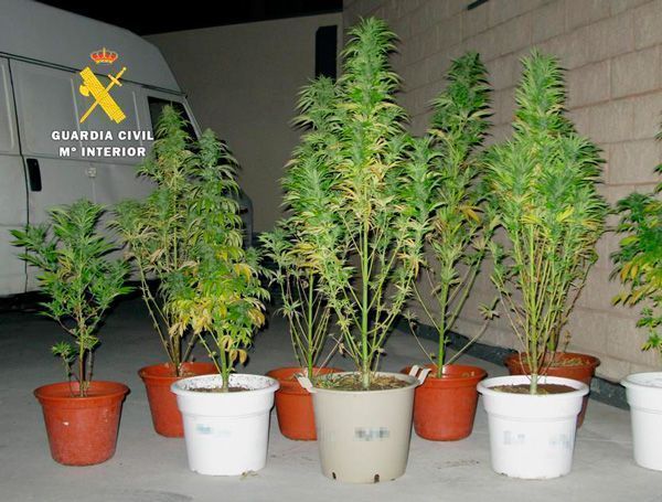 Dos detenidos por transportar 9 plantas de marihuana