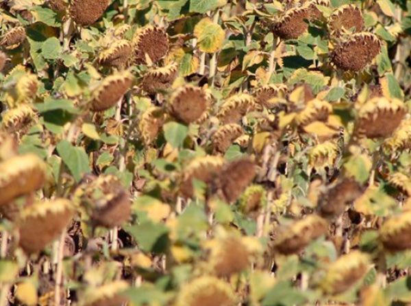 UPA-COAG estima una producción de 45.000 toneladas de girasol