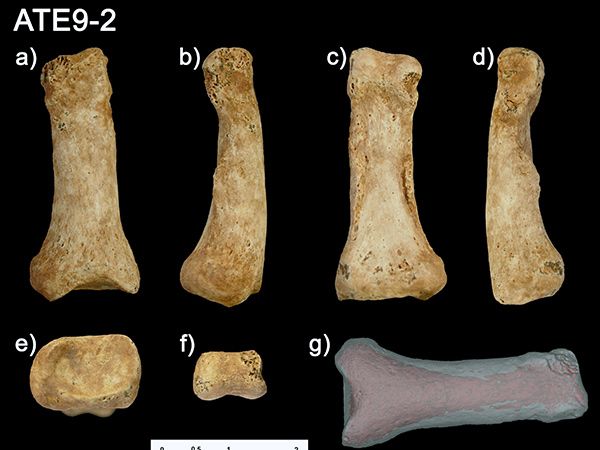 La morfología de la mano humana apenas ha cambiado en 1,3 millones de años