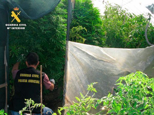 Localizada una plantación de marihuana en un invernadero