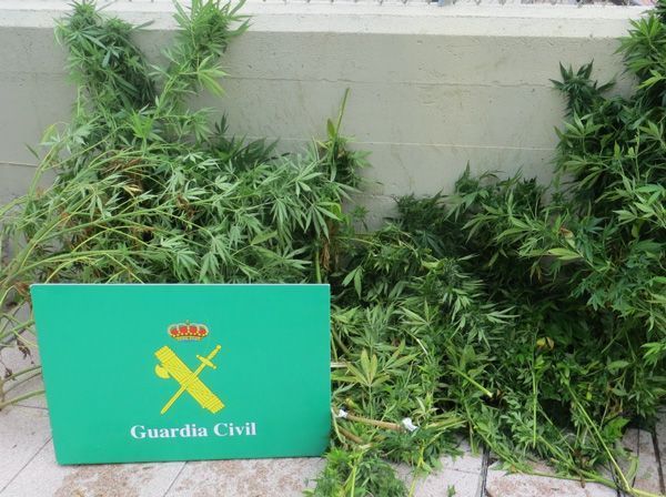 Detenido el dueño de una plantación de marihuana