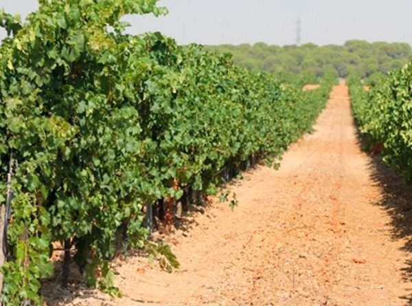 La vendimia en la Ribera del Duero “pinta muy bien”