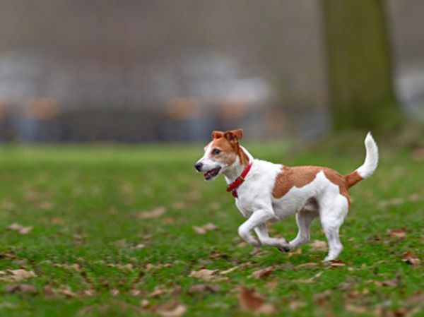 El PSOE vuelve a pedir Zonas de Esparcimiento Canino