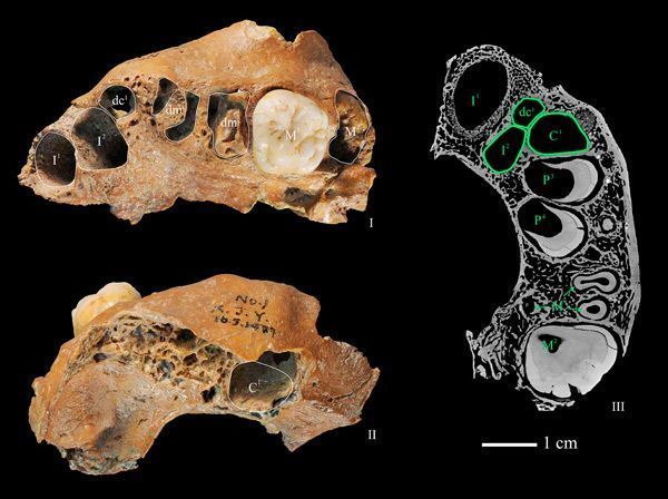 Científicos del CENIEH catalogan una especie desconocida en China