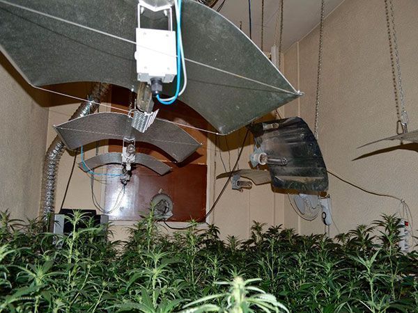 Detenido por cultivo de marihuana en un piso de Miranda