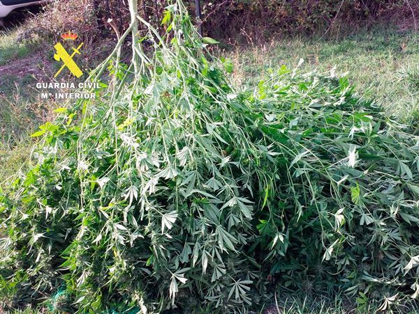 Descubierta una plantación de marihuana en La Demanda