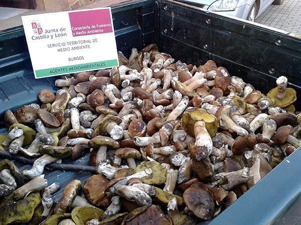 Decomisan 94 kilos de boletus y 68 kilos de níscalos en la provincia