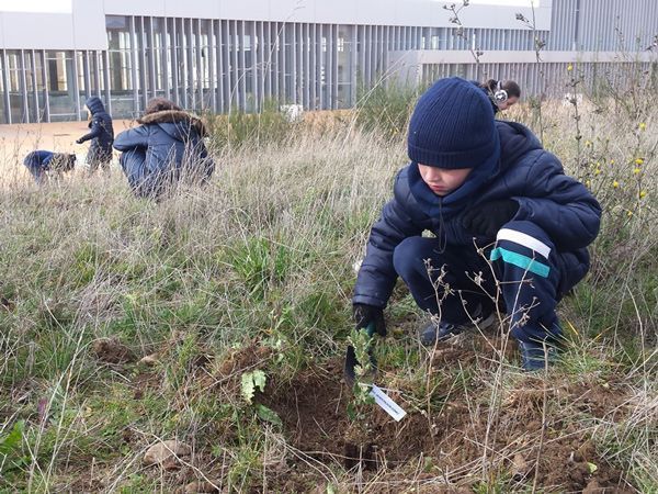 Niños del Virgen de la Rosa trasplantan árboles en Atapuerca