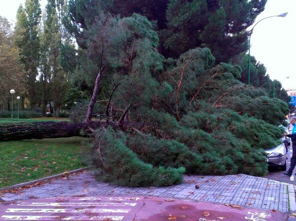 El fuerte viento, detrás de la caída del árbol en la Cruz Roja