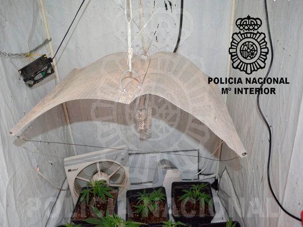 Desmantelada una plantación de marihuana en una vivienda de Miranda