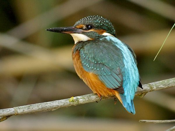 El secreto de observar aves en la ciudad