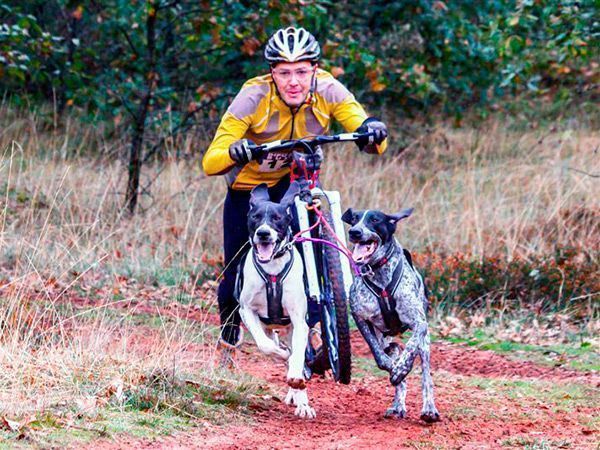 Covarrubias espera 150 mushers en su famosa prueba