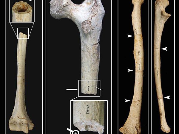 Un estudio descarta que los humanos fracturaran los fósiles de la Sima de los Huesos