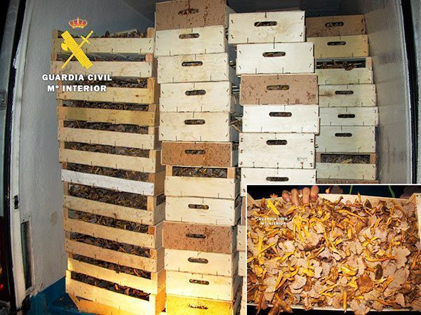 Incautan 200 kilos de setas ‘Cantharellus’ transportadas de manera irregular