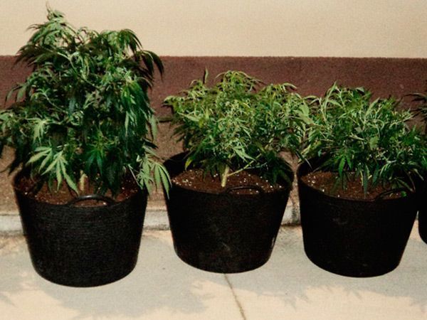 Un conductor que trasportaba plantas de marihuana se da a la fuga