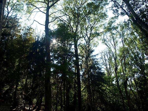 Reparto de plantones de tejo para conmemorar el Día del Árbol