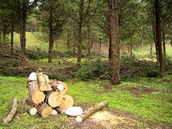 Las brigadas forestales actúan en 20 hectáreas del Cerro de San Miguel