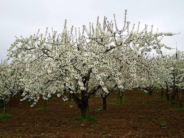 Las Caderechas invita a disfrutar del espectáculo de la floración de los cerezos