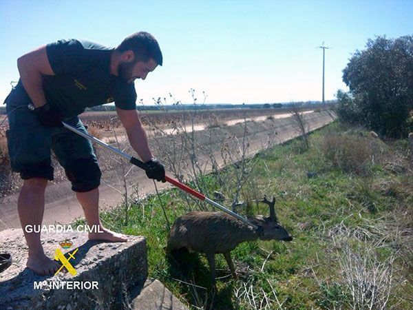 El Seprona rescata a un corzo que se estaba ahogando en el Canal de Riaza