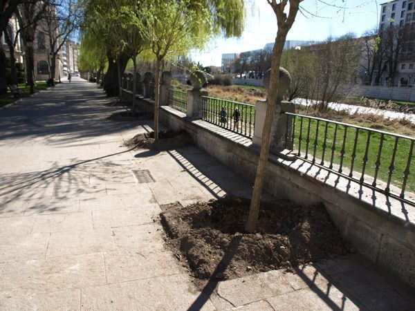 Una decena de nuevos sauces llorones redecoran el Paseo del Espolón