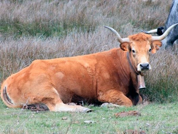 Agricultura autoriza pagar 1,5M€ pendientes de ayudas al vacuno de carne