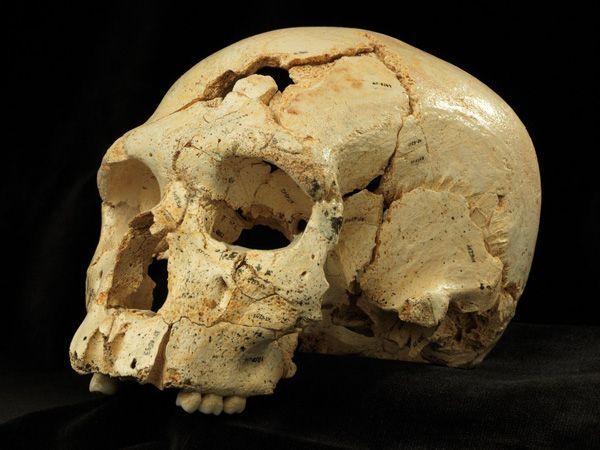 Atapuerca acoge el primer caso documentado de asesinato en la Historia