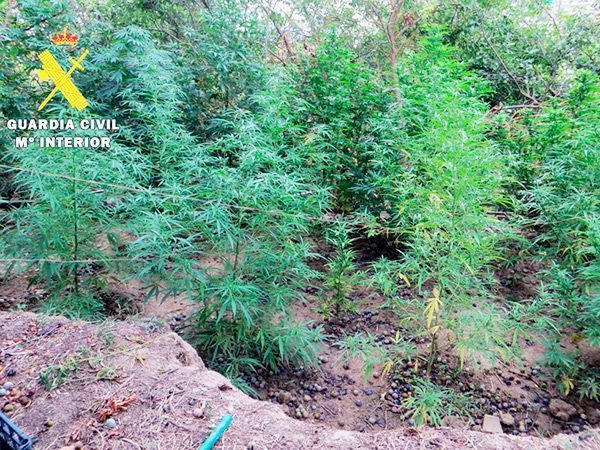 La Guardia Civil busca al propietario de 24 plantas de marihuana en La Bureba