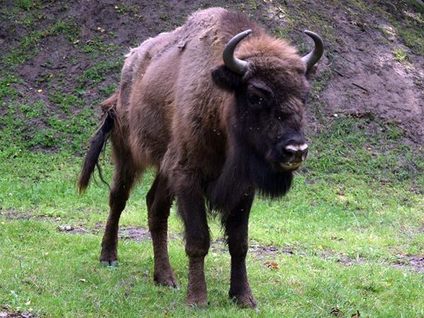 Tres bisontes se incorporan al proyecto ‘Paleolítico vivo’