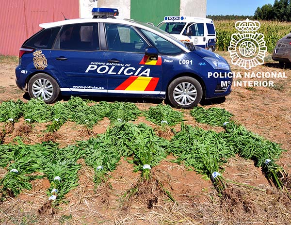 Desmantelada una plantación con 340 plantas de cannabis en Aranda