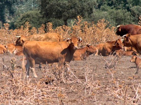 De las Heras espera una reunión con la Junta para hablar del futuro de las cámaras agrarias