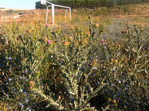 Deportes buscará alternativas para mantener el campo de fútbol de Villatoro